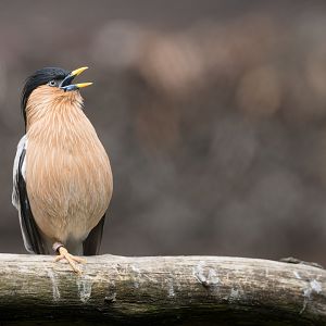 Brahminy Starling, Hamerton, UK