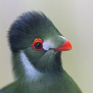 White Cheeked Turaco, Hamerton, UK