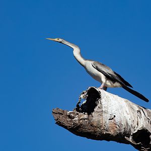 Australian Darter