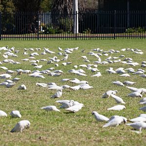Little Corellas