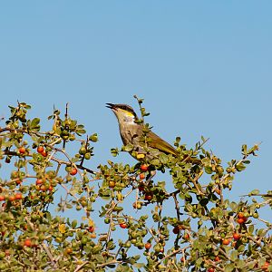 Singing Honeyeater