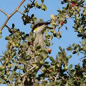 Singing Honeyeater