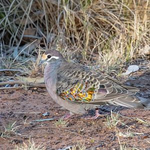 Common Bronzewing