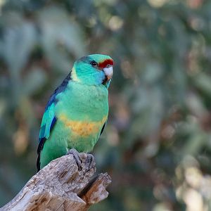 Mallee Ringneck