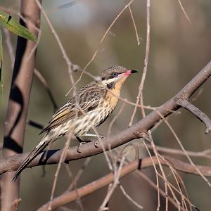 Spiny-cheeked Honeyeater