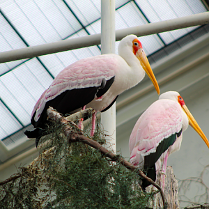 Yellow-billed Storks