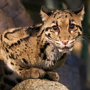 Clouded Leopard