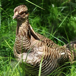 Greater Prairie-Chicken (Male)