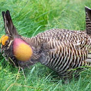 Greater Prairie-Chicken Booming