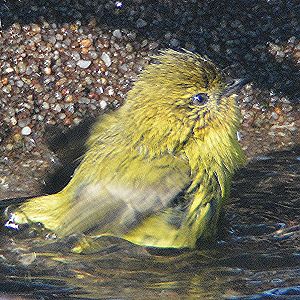 Yellow thornbill bathing