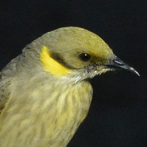 Grey-fronted honeyeater (?)