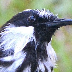 White-cheeked honeyeater