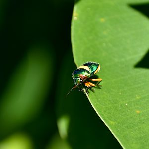 Green Jewel Bug