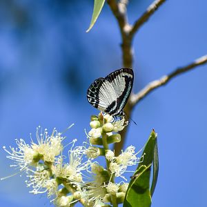 Small-banded Green-Blue