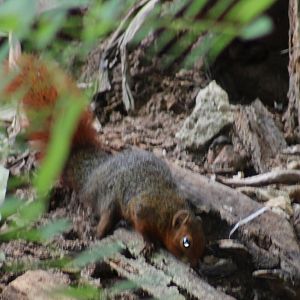 Red bush squirrel subspecies frerei