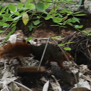 Red bush squirrel subspecies frerei