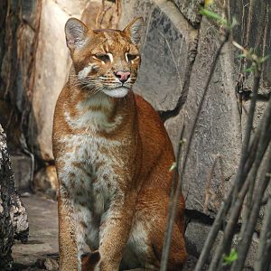 Asian golden cat