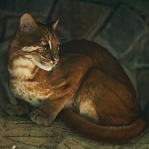 Asian golden cat