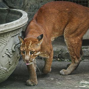 Asian golden cat