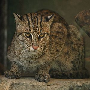 Fishing cat