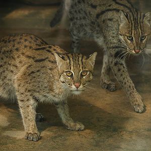 Fishing cat