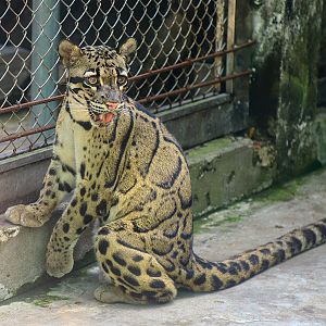 Clouded leopard