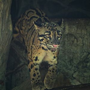 Clouded leopard