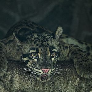 Clouded leopard