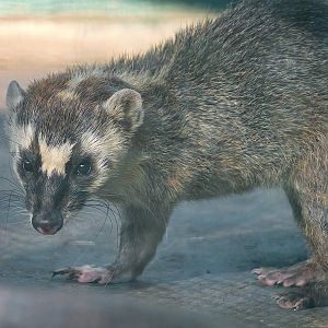 Burmese ferret-badger