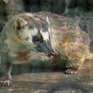 Burmese ferret-badger