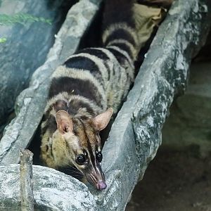 Owston's palm civet