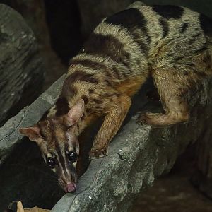 Owston's palm civet
