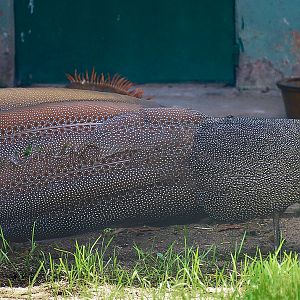 Vietnamese crested argus