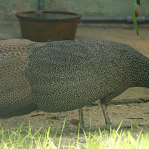 Vietnamese crested argus