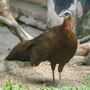 Vietnamese crested argus
