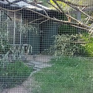 Cape thick Knee, Arabian Partridge and Green Aracari Aviary