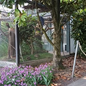 Red legged Partridge and Hyacinth Macaw Aviary