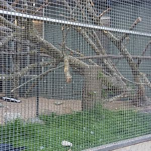 Palm Cockatoo Aviary