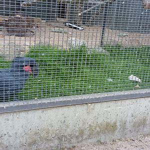 Palm Cockatoo