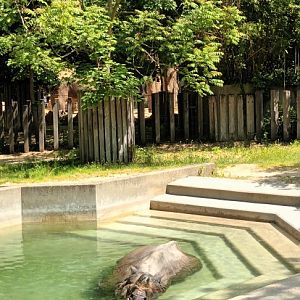 Bruno the Indian Rhinoceros