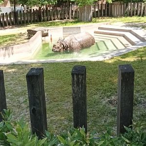 Bruno the Indian Rhinoceros