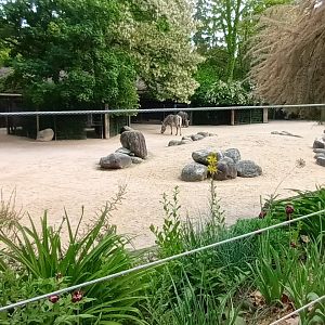 Grevys Zebra and Dorcas Gazelle Enclosure