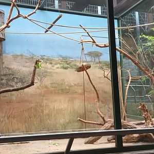 Von der deckens Hornbill Aviary