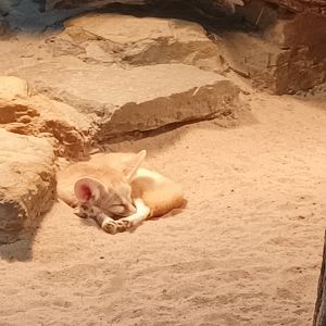 Fennec Fox