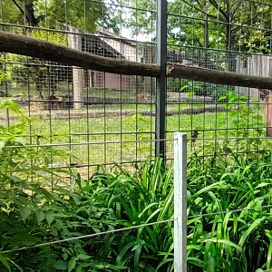 Kirks Dik Dik and Bongo Enclosure
