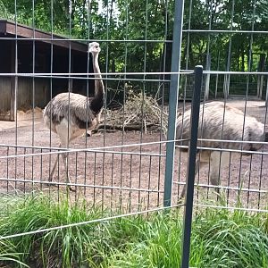 Greather Rheas and Giant Anteater
