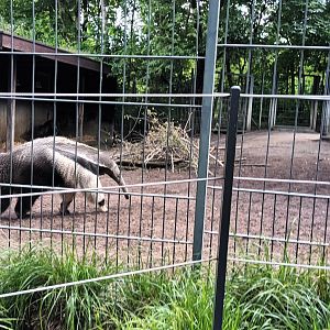 Giant Anteater