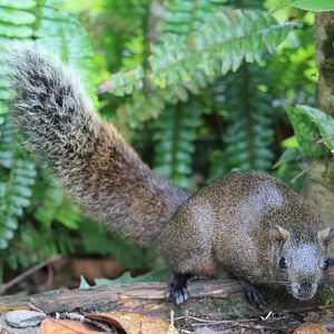 Pallas' Squirrel (Callosciurus erythraeus thaiwanensis)