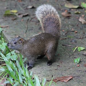 Pallas' Squirrel (Callosciurus erythraeus thaiwanensis)
