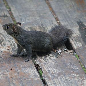 Owston's Long-nosed Squirrel (Dremomys pernyi owstoni)